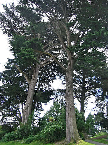 Alamo Square - Kalifornien (San Francisco)