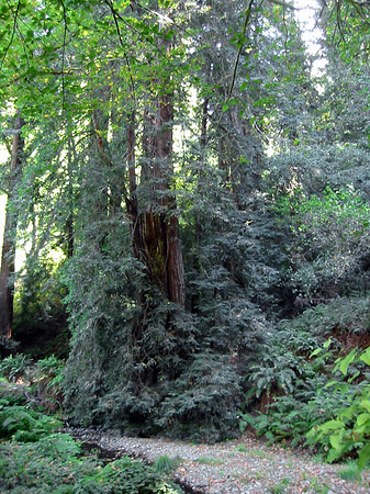 Muir Wald Fotos