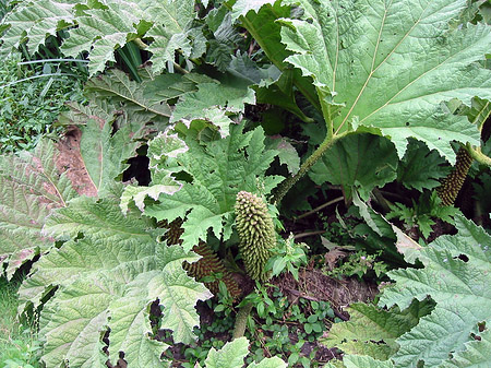 Golden Gate Park mit Botanischen Garten - Kalifornien (San Francisco)