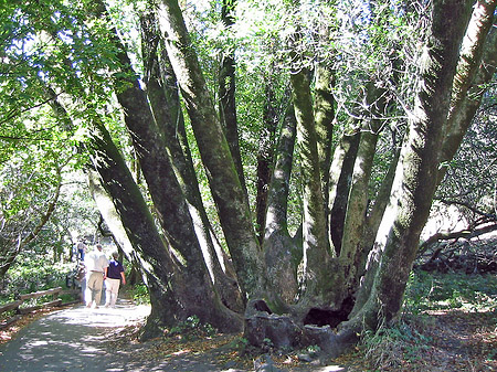 Foto Muir Wald - San Francisco