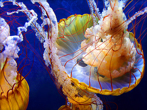 Aquarium of the Bay Ansicht Attraktion  