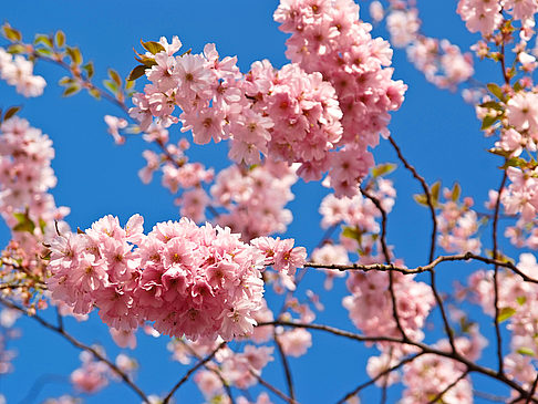  Fotografie Sehenswürdigkeit  von San Francisco Kirschblüte in Japantown