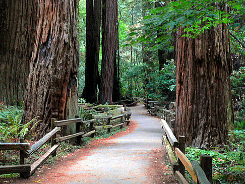 Muir Woods Ansicht Attraktion  in San Francisco 