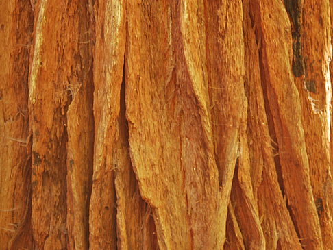 Muir Woods Fotografie von Citysam  Detailaufnahme eines Baumes