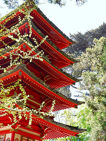Japanese Tea Garden Fotos