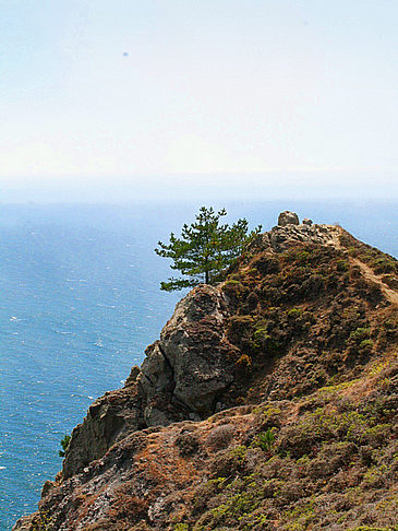 Muir Woods Foto 