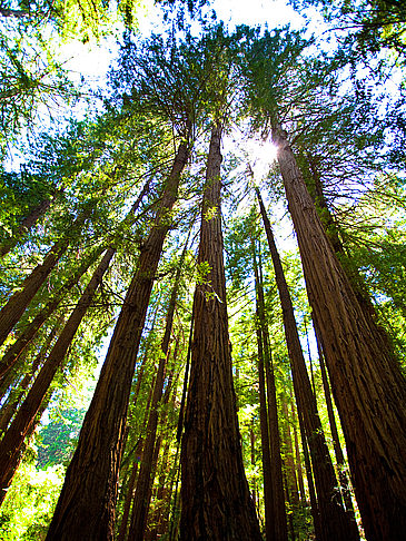 Fotos Muir Woods