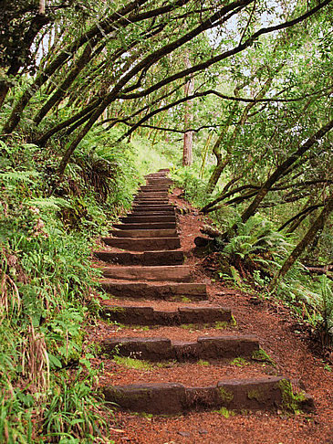 Muir Woods Foto 