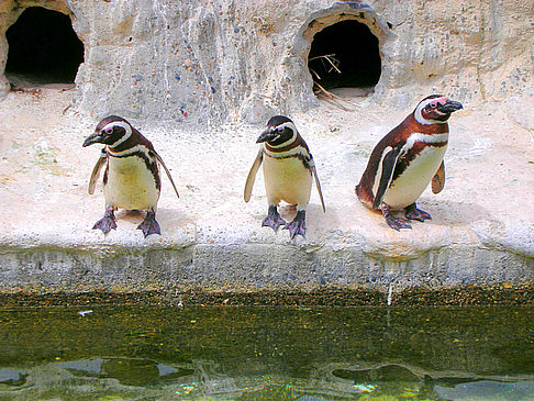 Fotos San Francisco Zoo | San Francisco