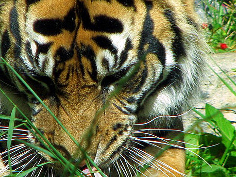 Foto San Francisco Zoo - San Francisco