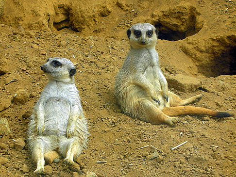 Fotos San Francisco Zoo