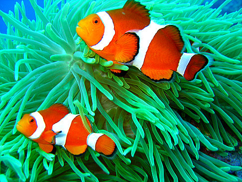 Fotos Aquarium of the Bay