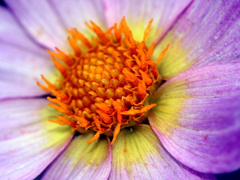 Conservatory of Flowers Fotos