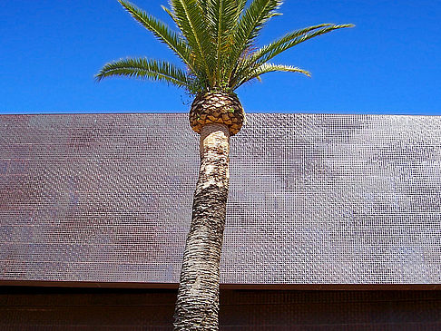 De Young Memorial Museum