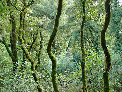 Muir Woods
