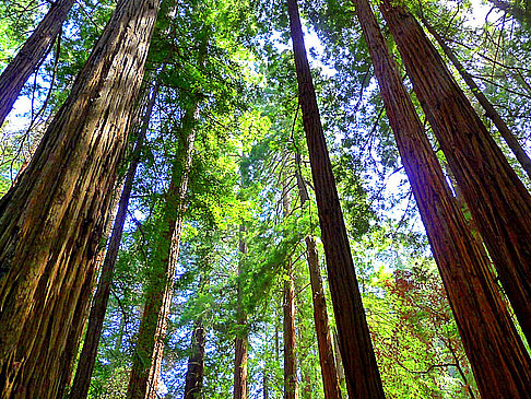 Fotos Muir Woods