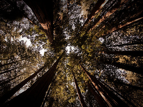 Muir Woods