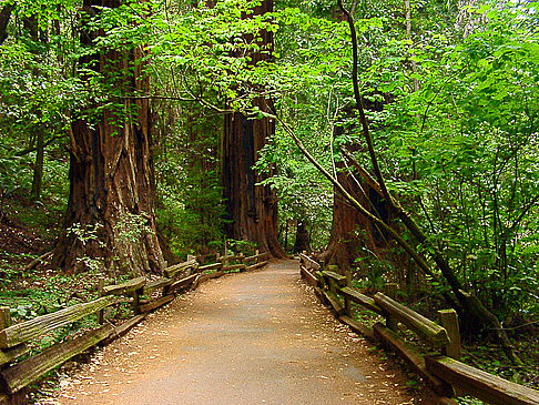 Muir Woods Foto 